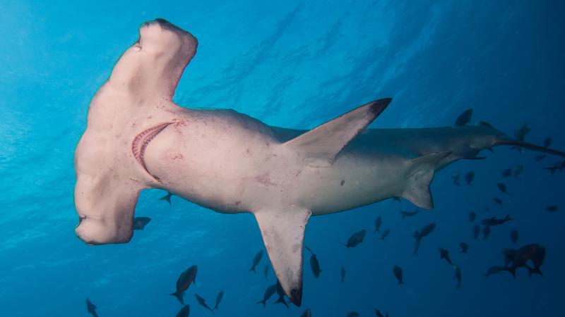 Hammerhead – Odkryj prostotę nawigacji rowerowej na nowym poziomie