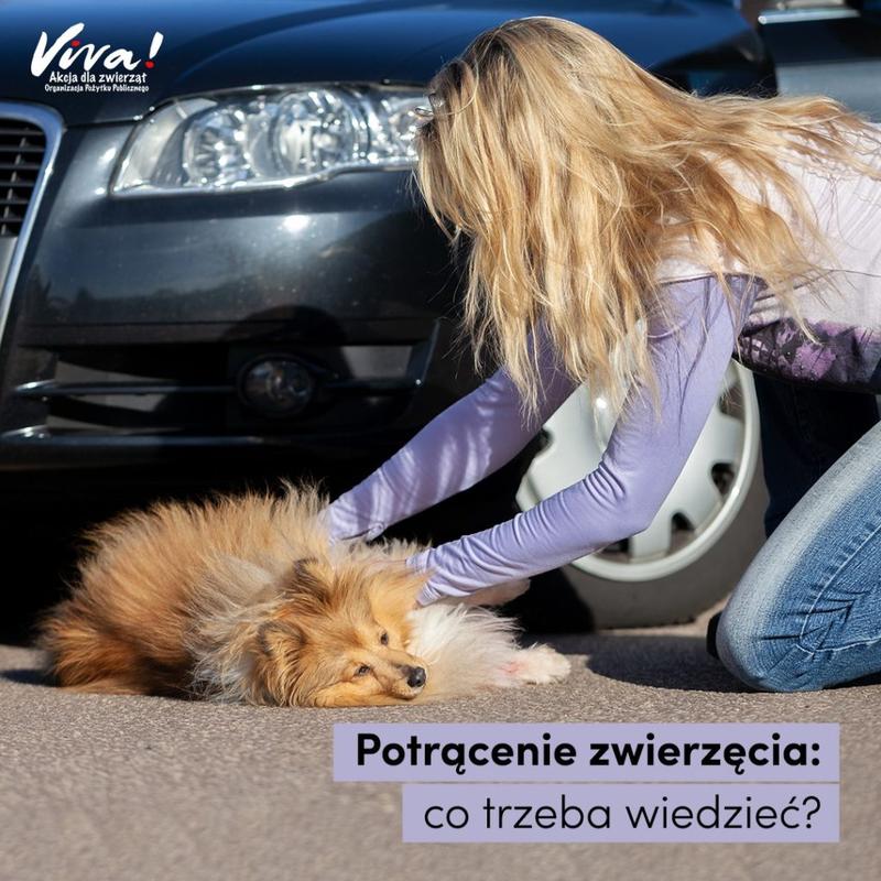 Bezpieczeństwo na drogach